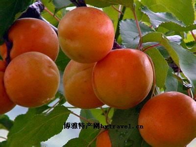 [北寨红杏] 平谷区特产北寨红杏专题(图1)